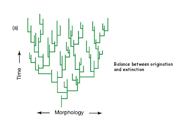 Balance between origination and extinction 