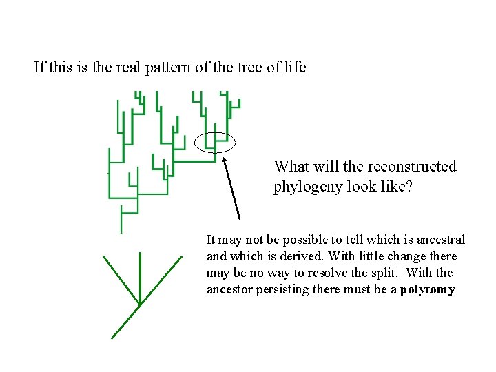 If this is the real pattern of the tree of life What will the