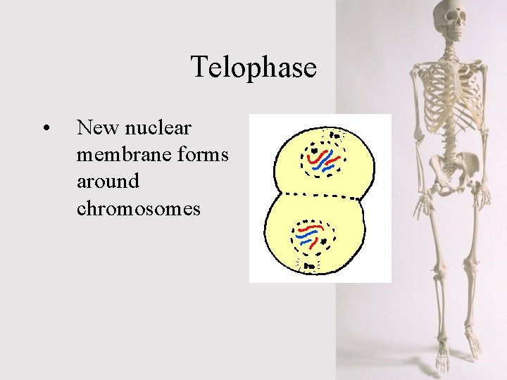 Telophase • New nuclear membrane forms around chromosomes 