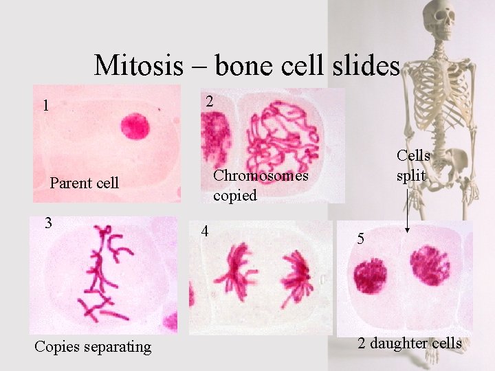 Mitosis – bone cell slides 1 2 Chromosomes copied Parent cell 3 Copies separating
