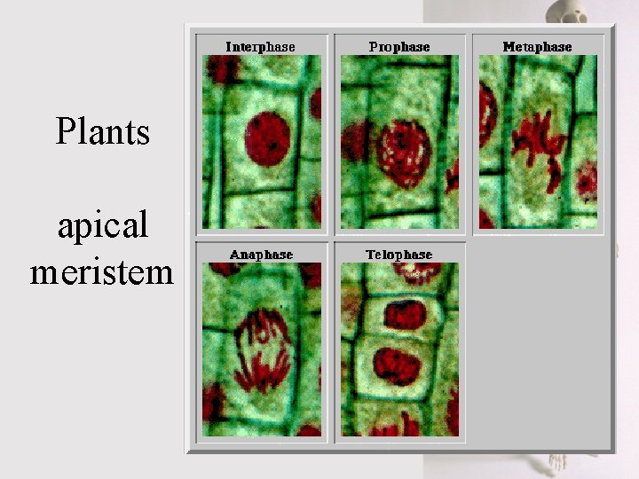 Plants apical meristem 