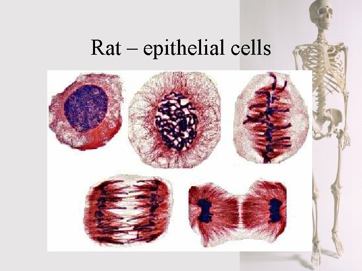 Rat – epithelial cells 