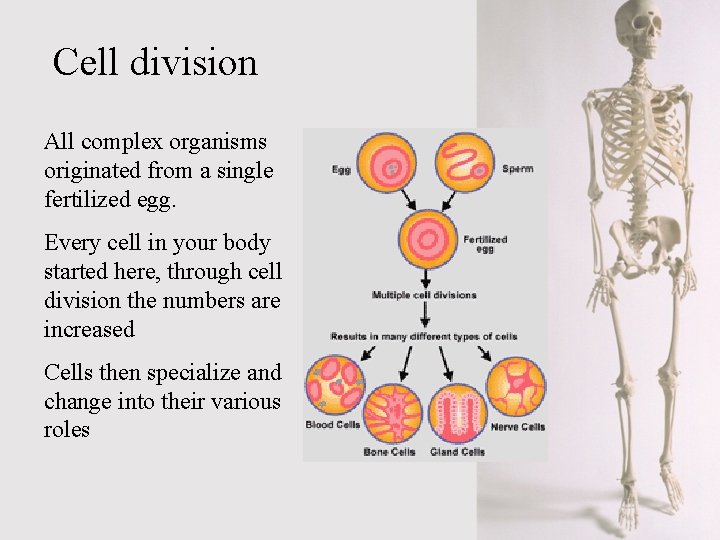 Cell division All complex organisms originated from a single fertilized egg. Every cell in