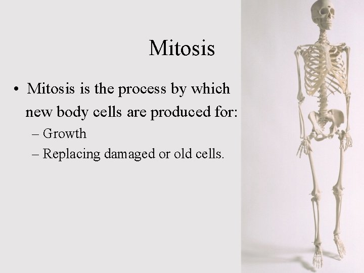 Mitosis • Mitosis is the process by which new body cells are produced for: