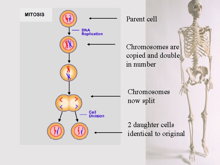 Parent cell Chromosomes are copied and double in number Chromosomes now split 2 daughter