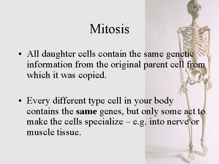 Mitosis • All daughter cells contain the same genetic information from the original parent