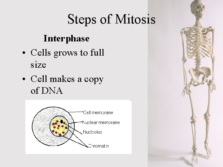 Steps of Mitosis Interphase • Cells grows to full size • Cell makes a