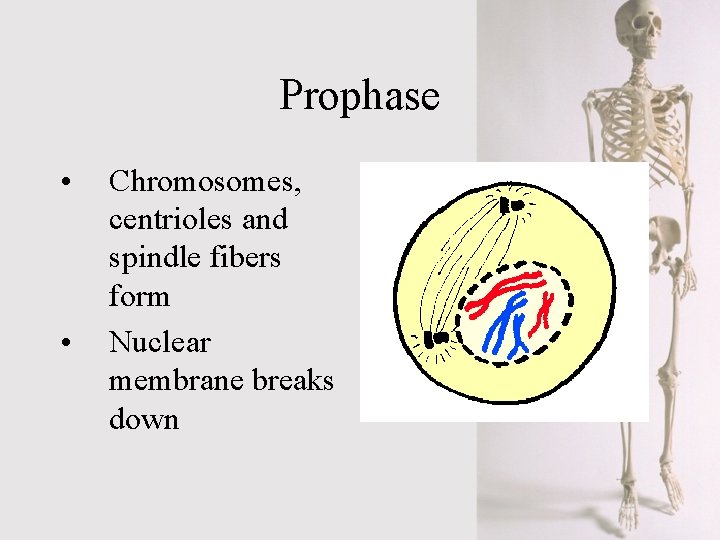 Prophase • • Chromosomes, centrioles and spindle fibers form Nuclear membrane breaks down 