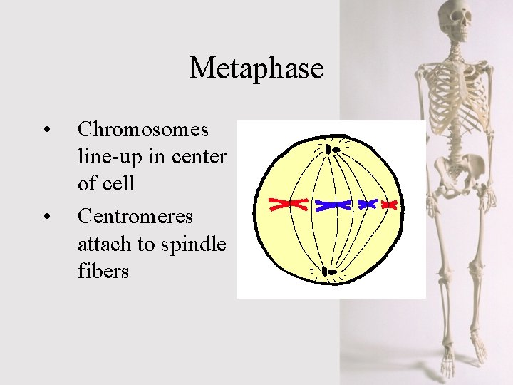 Metaphase • • Chromosomes line-up in center of cell Centromeres attach to spindle fibers