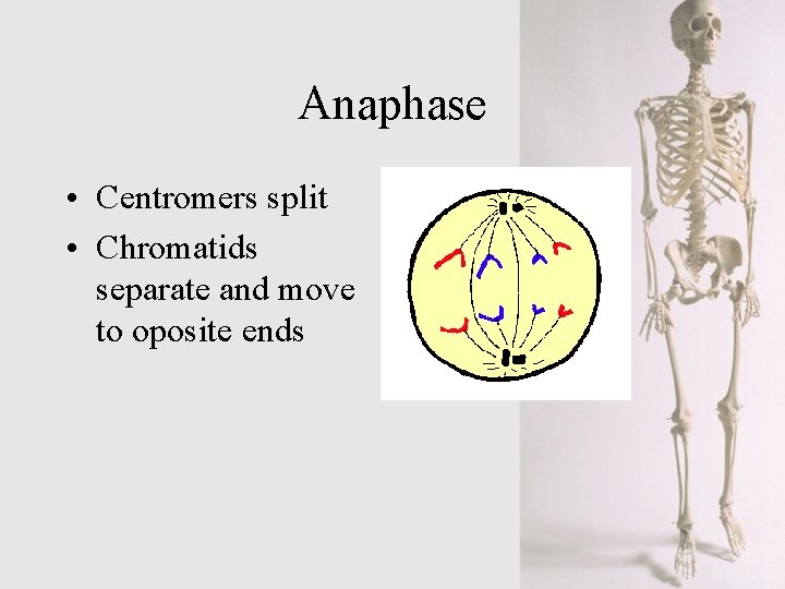 Anaphase • Centromers split • Chromatids separate and move to oposite ends 