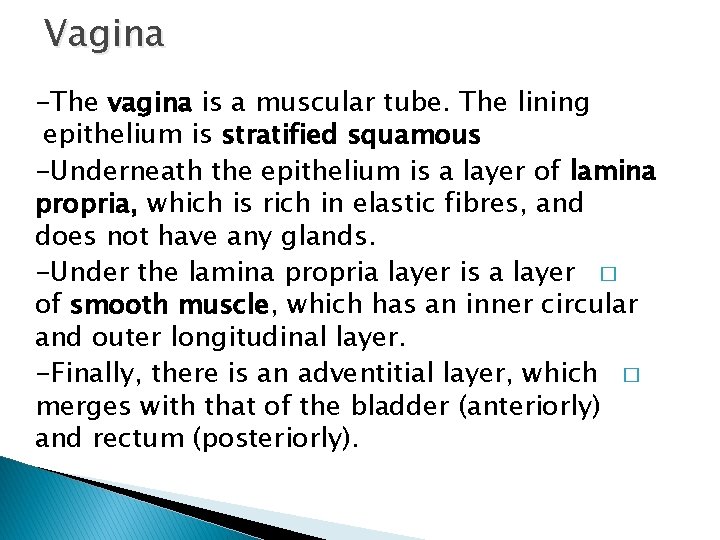 Vagina -The vagina is a muscular tube. The lining epithelium is stratified squamous -Underneath