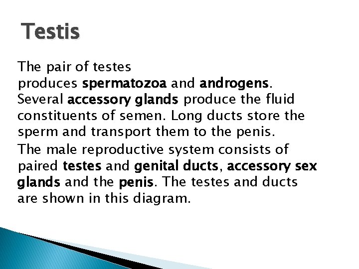 Testis The pair of testes produces spermatozoa androgens. Several accessory glands produce the fluid