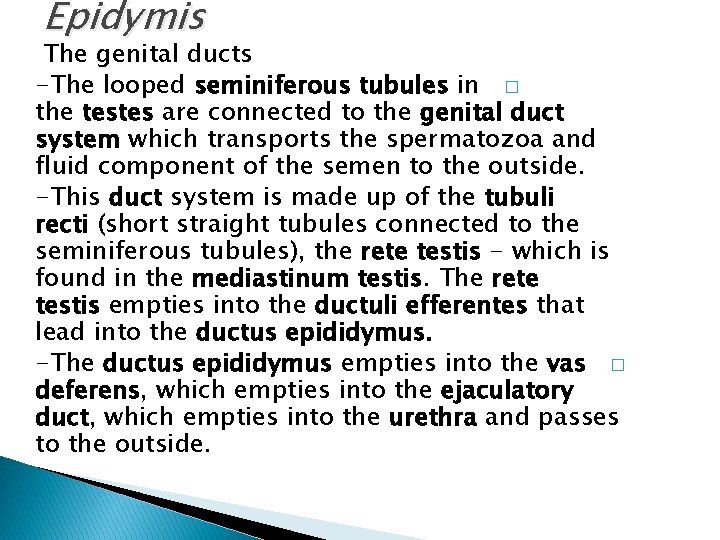 Epidymis The genital ducts -The looped seminiferous tubules in � the testes are connected