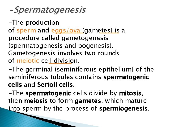 -Spermatogenesis -The production of sperm and eggs/ova (gametes) is a procedure called gametogenesis (spermatogenesis