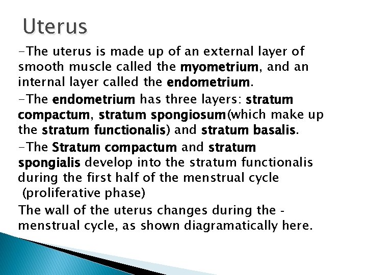 Uterus -The uterus is made up of an external layer of smooth muscle called