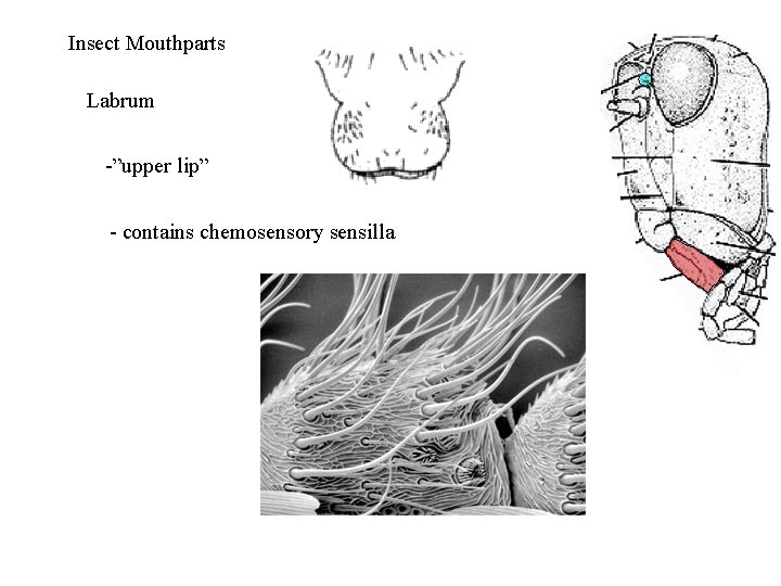 Insect Mouthparts Labrum -”upper lip” - contains chemosensory sensilla 