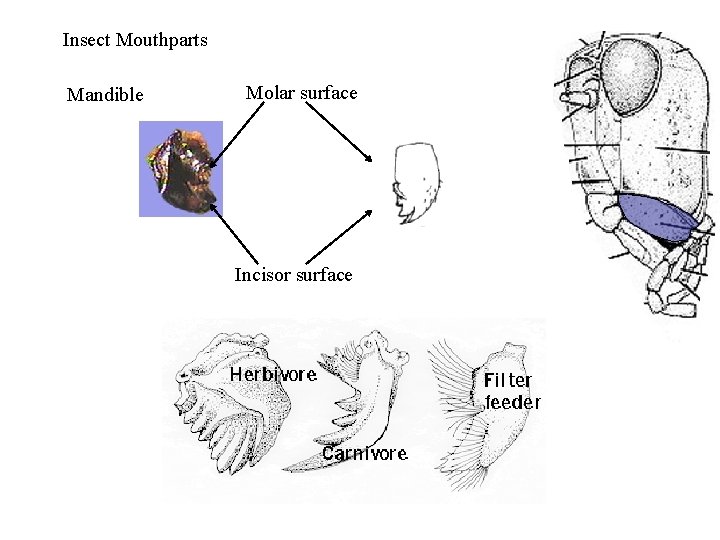 Insect Mouthparts Mandible Molar surface Incisor surface 