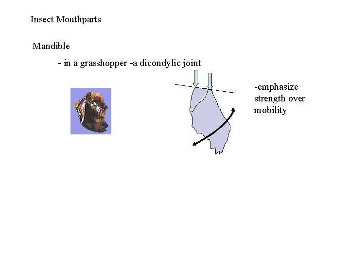 Insect Mouthparts Mandible - in a grasshopper -a dicondylic joint -emphasize strength over mobility