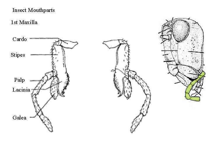 Insect Mouthparts 1 st Maxilla Cardo Stipes Palp Lacinia Galea 