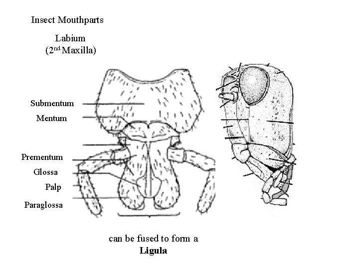 Insect Mouthparts Labium (2 nd Maxilla) Submentum Mentum Prementum Glossa Palp Paraglossa can be