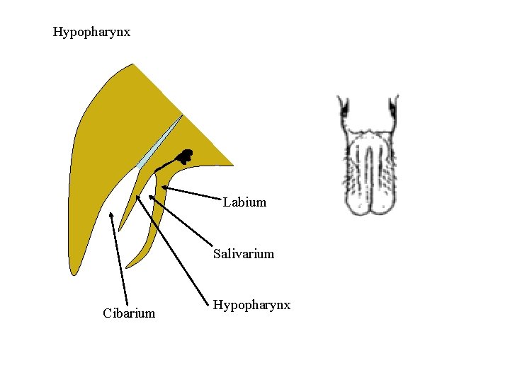 Hypopharynx Labium Salivarium Cibarium Hypopharynx 