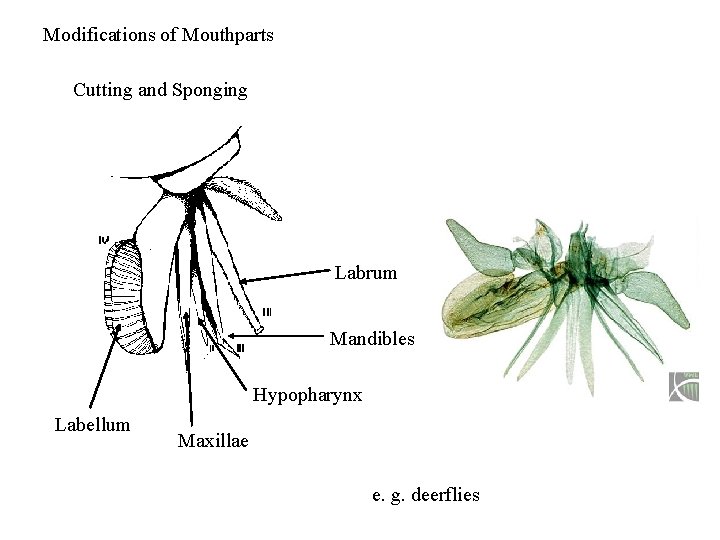 Modifications of Mouthparts Cutting and Sponging Labrum Mandibles Hypopharynx Labellum Maxillae e. g. deerflies