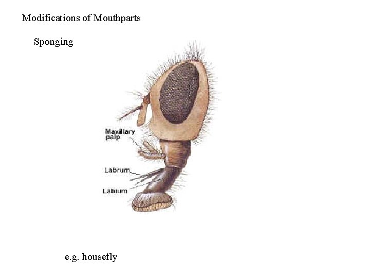 Modifications of Mouthparts Sponging e. g. housefly 