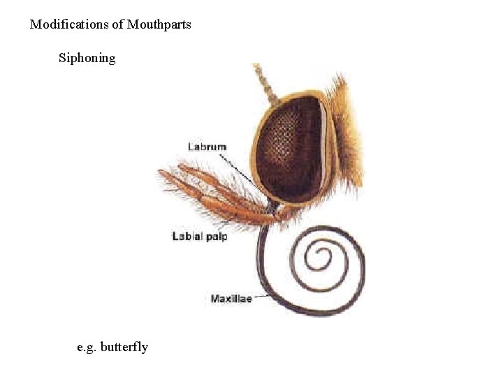Modifications of Mouthparts Siphoning e. g. butterfly 