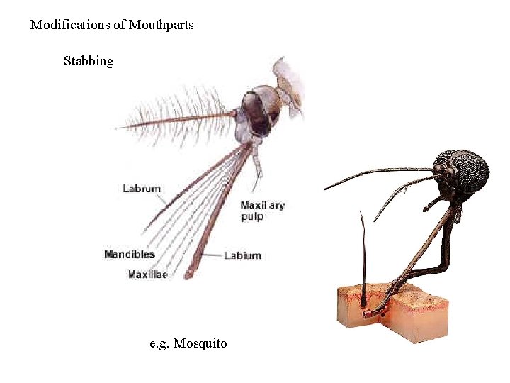 Modifications of Mouthparts Stabbing e. g. Mosquito 