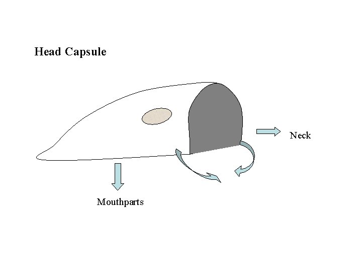 Head Capsule Neck Mouthparts 