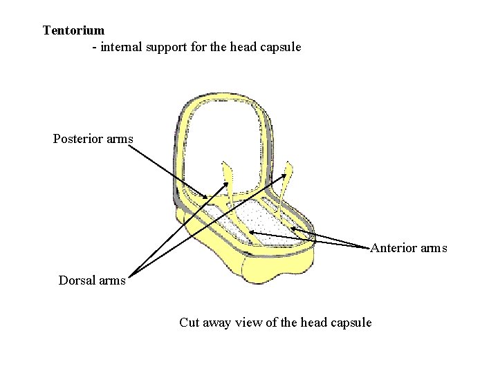 Tentorium - internal support for the head capsule Posterior arms Anterior arms Dorsal arms