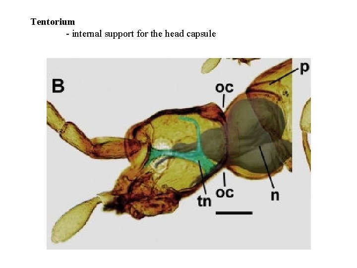 Tentorium - internal support for the head capsule 
