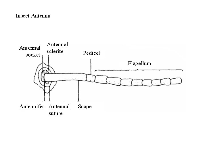 Insect Antennal socket Antennal sclerite Pedicel Flagellum Antennifer Antennal suture Scape 