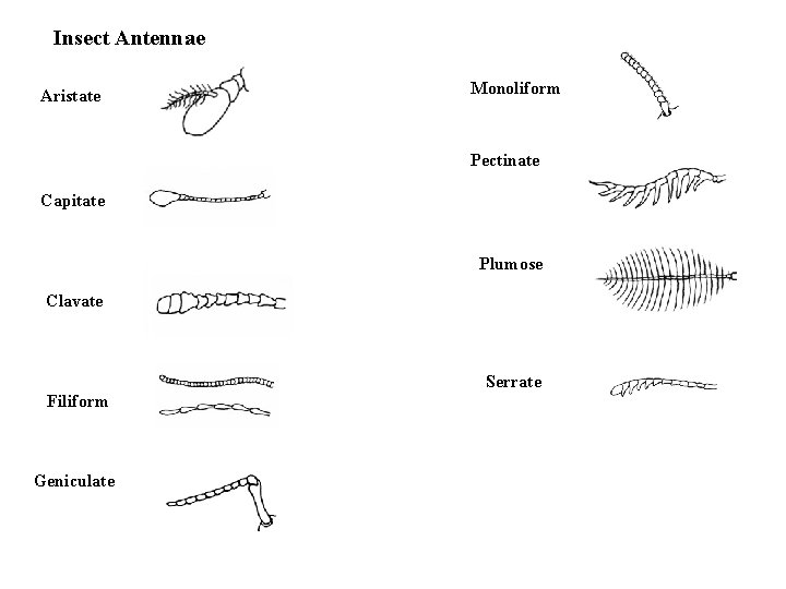 Insect Antennae Aristate Monoliform Pectinate Capitate Plumose Clavate Serrate Filiform Geniculate 