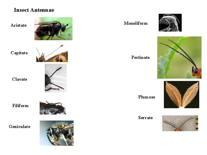 Insect Antennae Aristate Capitate Monoliform Pectinate Clavate Plumose Filiform Serrate Geniculate 