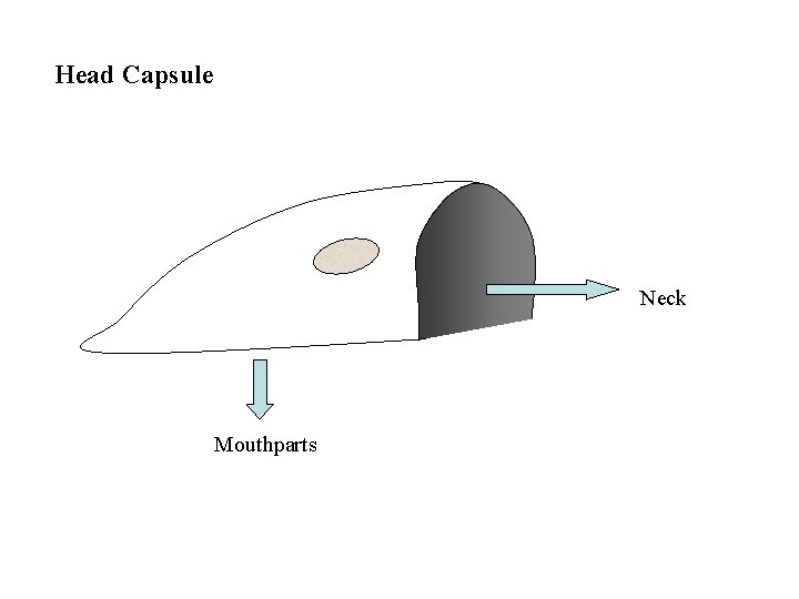 Head Capsule Neck Mouthparts 
