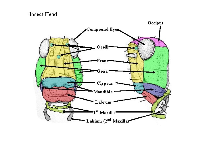 Insect Head Occiput Compound Eyes Ocelli Frons Gena Clypeus Mandible Labrum 1 st Maxilla