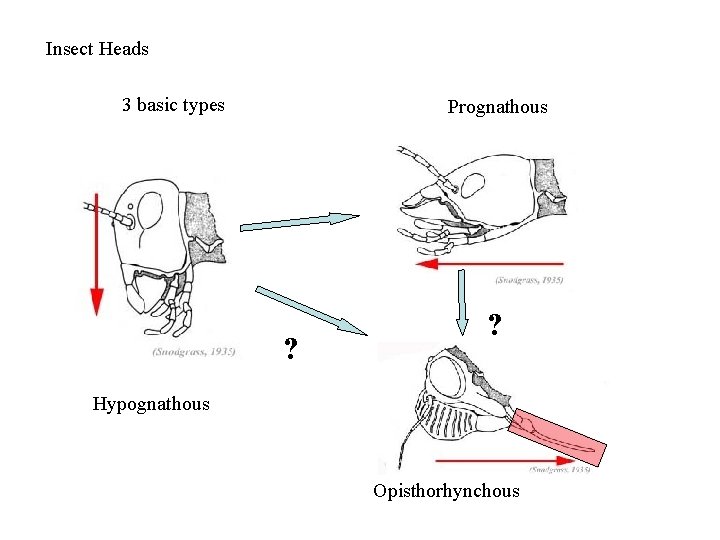 Insect Heads 3 basic types Prognathous ? ? Hypognathous Opisthorhynchous 