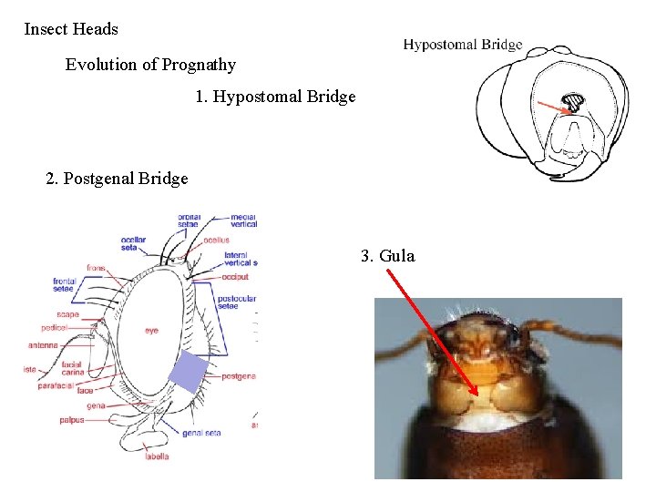 Insect Heads Evolution of Prognathy 1. Hypostomal Bridge 2. Postgenal Bridge 3. Gula 