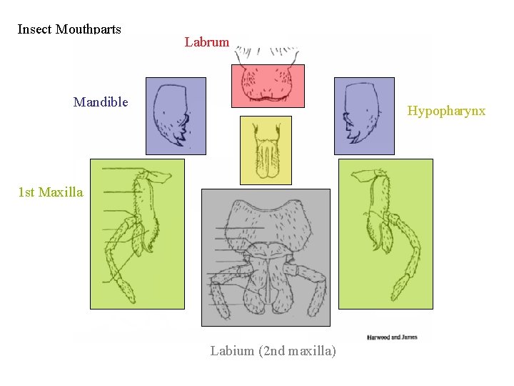 Insect Mouthparts Labrum Mandible Hypopharynx 1 st Maxilla Labium (2 nd maxilla) 