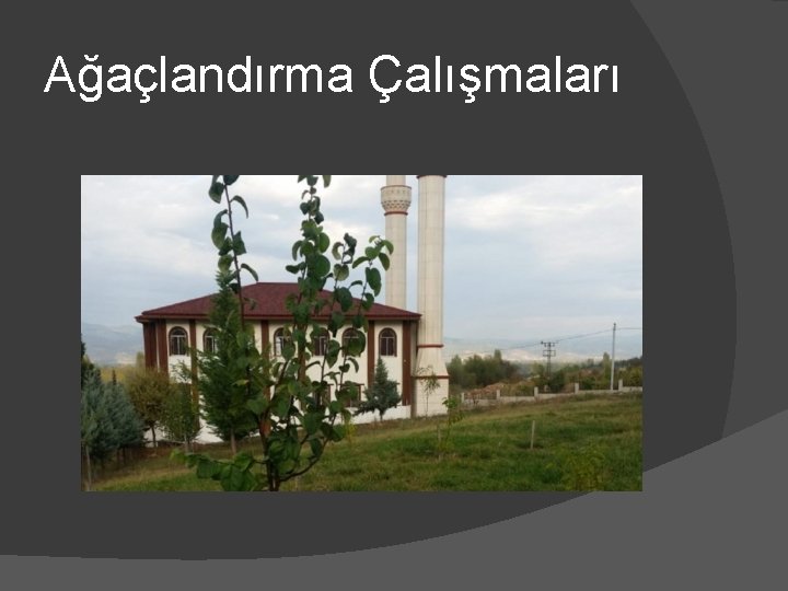 Ağaçlandırma Çalışmaları 