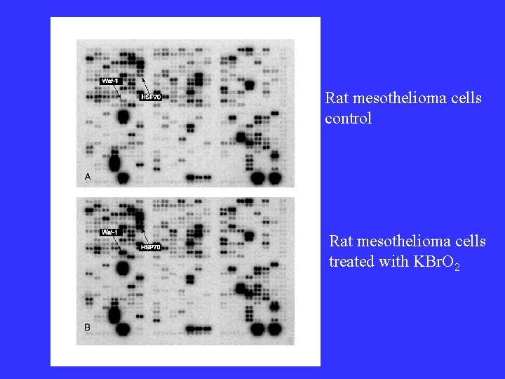 Rat mesothelioma cells control Rat mesothelioma cells treated with KBr. O 2 Rat mesothelioma cells control Rat mesothelioma cells treated with KBr. O 2