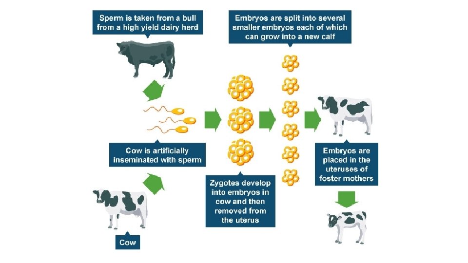 Cloning and Genetic Engineering Learning Objectives 1 Explain