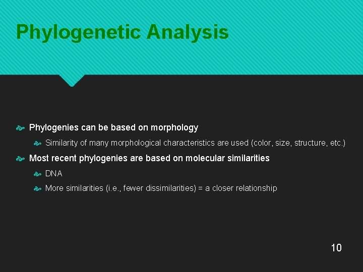 Phylogenetic Analysis Phylogenies can be based on morphology Similarity of many morphological characteristics are