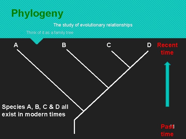 Phylogeny The study of evolutionary relationships Think of it as a family tree A