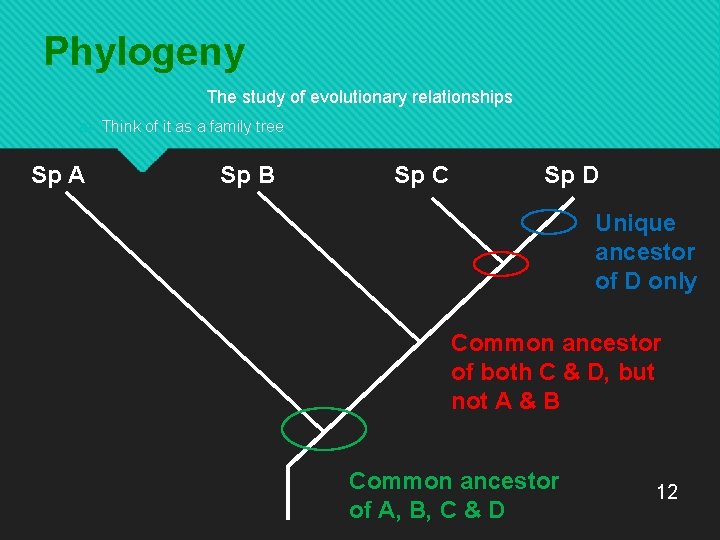 Phylogeny The study of evolutionary relationships Think of it as a family tree Sp