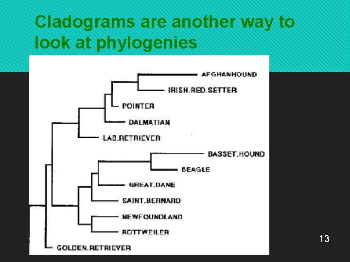 Cladograms are another way to look at phylogenies 13 