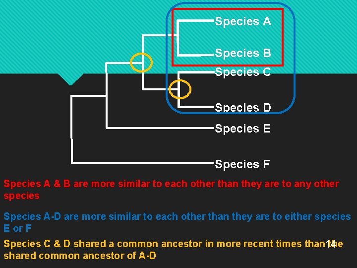 Species A Species B Species C Species D Species E Species F Species A