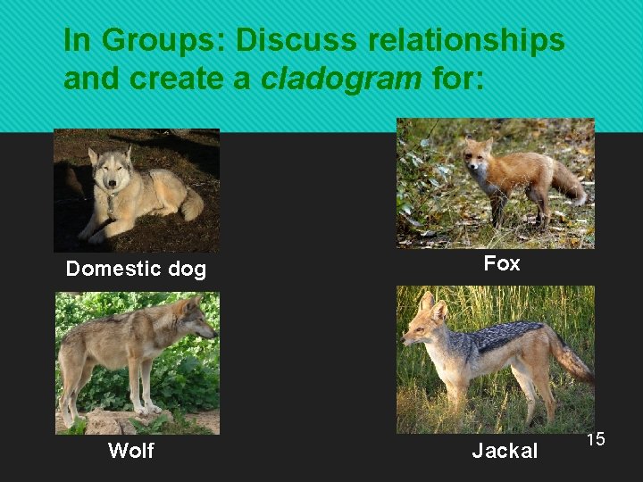 In Groups: Discuss relationships and create a cladogram for: Domestic dog Wolf Fox Jackal