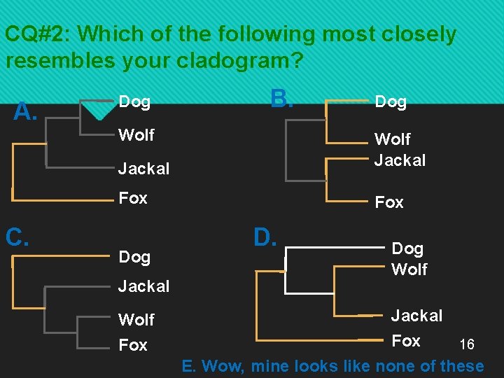 CQ#2: Which of the following most closely resembles your cladogram? A. Dog B. Wolf